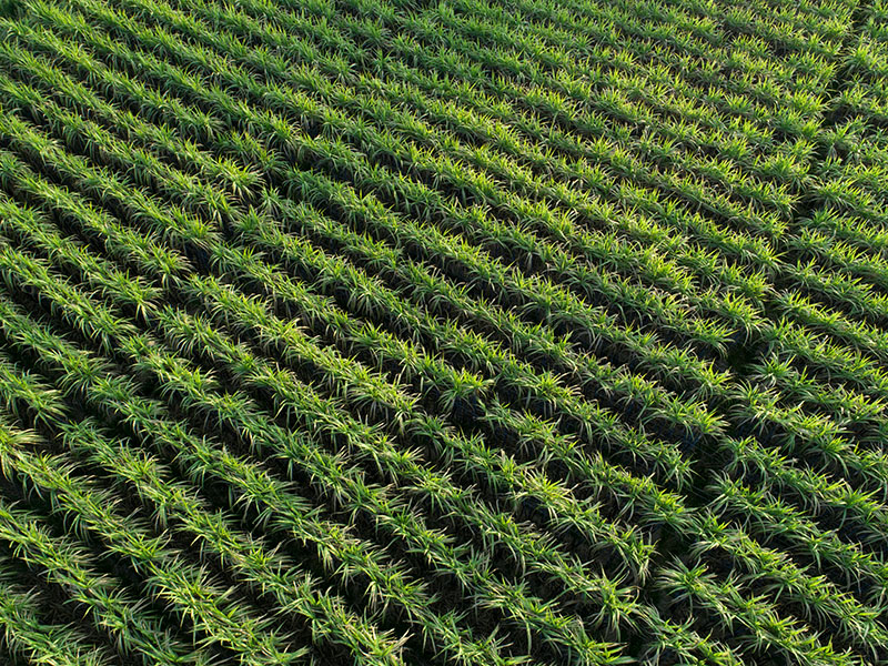 Cane country on the Clarence, Maclean NSW